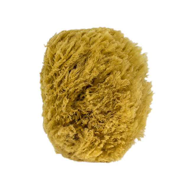 Natural Sea Sponge
